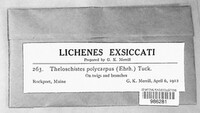 Polycauliona polycarpa image